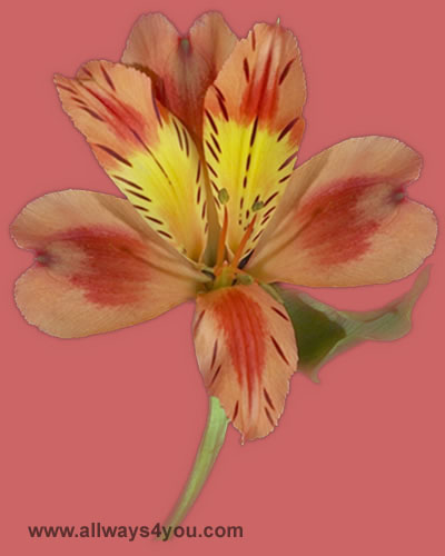 Alstroemeria-Orange-Queen Flowers-646-208-9995 brooklyn ny